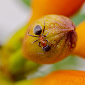FOURMIS_BIGNONE