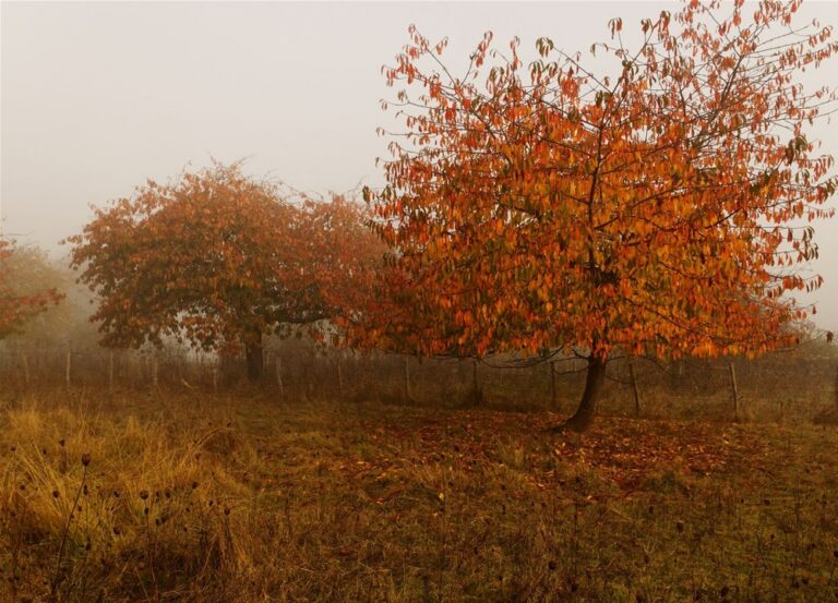 Thème du défi du mois de Octobre :  “Couleurs d’automne”