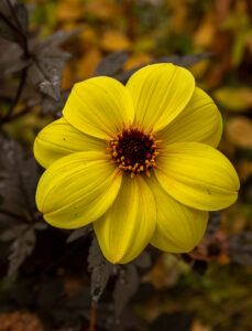 DHALIA