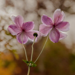 ANEMONES