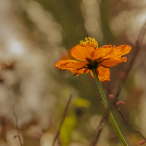 DHALIA