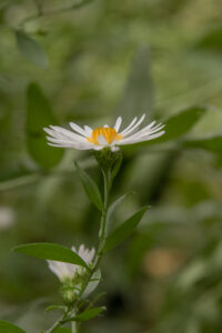 ASTER