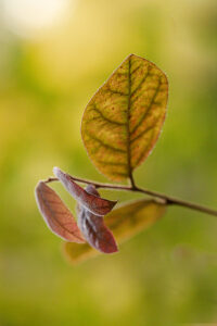 AUTOMNE_EN_SOLITUDE