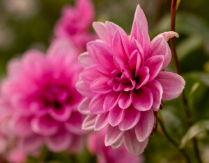 DAHLIA