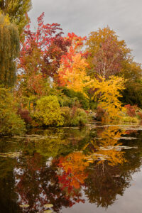 AUTOMNE_NYMPHEA