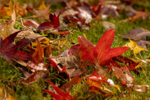 AUTOMNE_EN_PELE-MELE