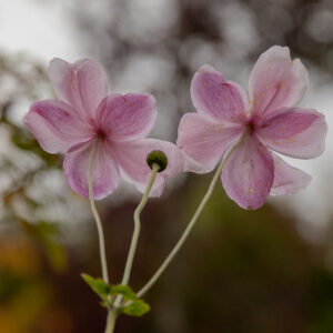ANEMONES