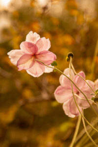 ANEMONES