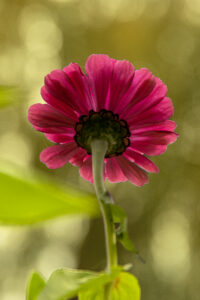 ZINNIA