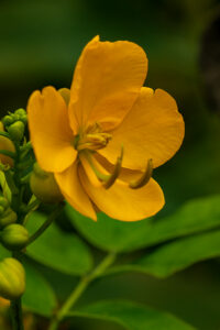 JAUNE