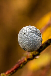 PRUNELLE