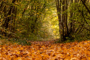 AUTOMNE_EN_PELE-MELE