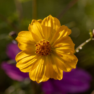 DAHLIA