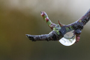 N’Y_VOIR_GOUTTE