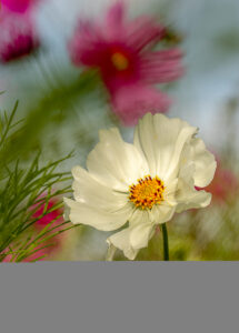 COSMOS