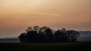 BOSQUET