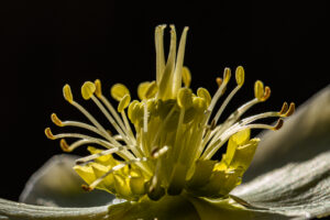 EFFERVESCENCE