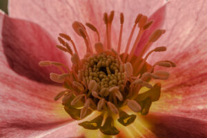 DE_ROSE_ET_BLANC