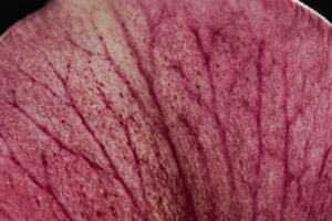 LIGNES_DE_VIE