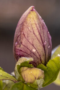 EMERGENCE