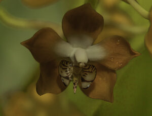 NOEUD PAPILLON