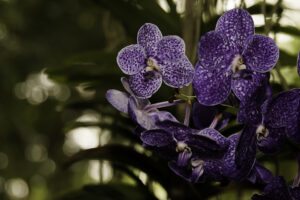 DE MAUVE ET DE BLANC