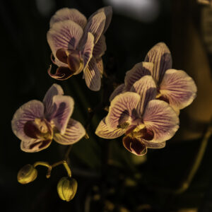 LA VIE EN ROSE