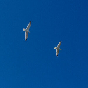 LIBRE