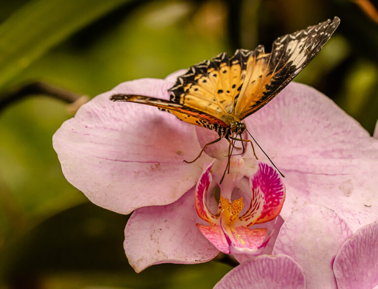 Sortie GPRV – Serre aux papillons