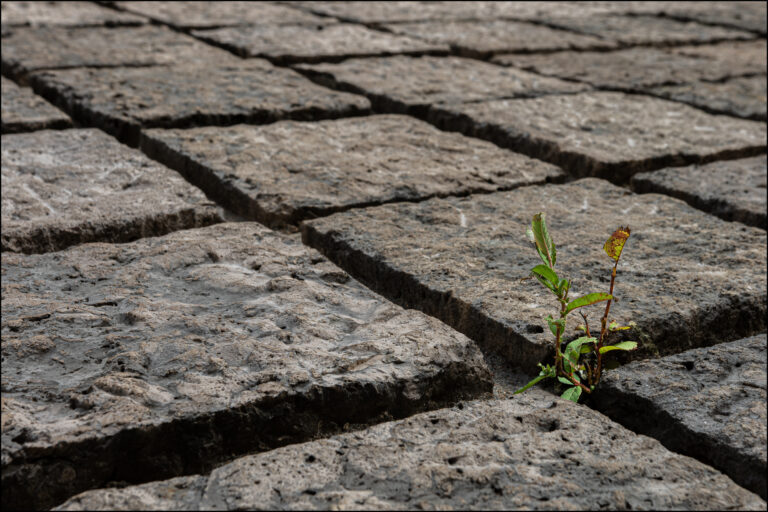 Jean-Louis Lemasson  : « Quand la nature reprend ses droits  » #photodumois