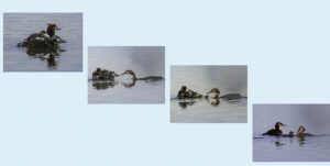 Grèbe – Série