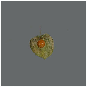 PHYSALLIS