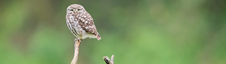 Daniel Wilmus : « A Plumes et/ou à poils » #photodumois