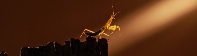 Daniel Wilmus : « Proxy ou Macro » #photodumois