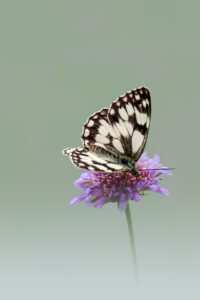 20240808164257-56ed3a8d