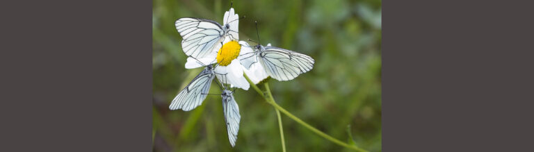 Arlette Bertin : « Proxi-papillons » #photodumois