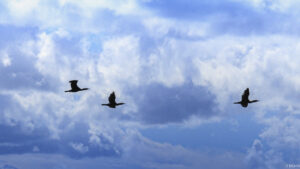 UN_VOL_DE_CORMORANS