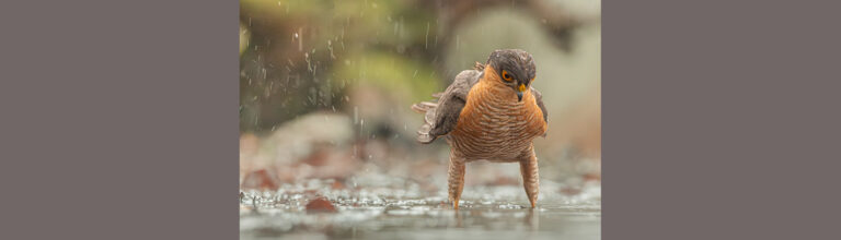 Yves Morio : « La Pluie » #photodumois