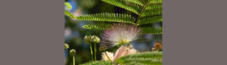 Rémy Carrion : « Eclosion » #photodumois