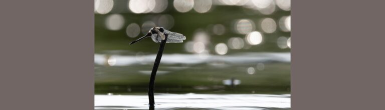 André Lochard : « Bokeh, flares et formes de diaphragmes » #photodumois